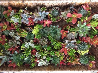 Лот: 9768436. Фото: 1. Цветы суккуленты. Другое (предметы интерьера)