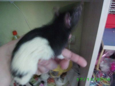 Лот: 1895854. Фото: 1. Крыс декоративный. Остальные животные