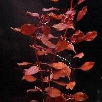 Лот: 6499187. Фото: 1. Людвигия супер ред (Ludwigia sp... Водные растения