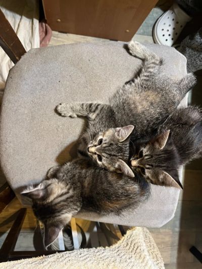 Лот: 24927132. Фото: 1. Котят. Кошки, котята