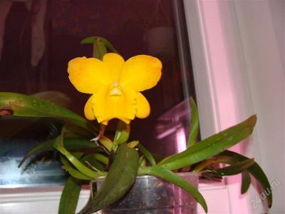 Лот: 1653685. Фото: 1. орхидея каттлея, желтая. Горшечные растения и комнатные цветы