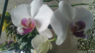 Лот: 9472832. Фото: 1. Орхидея фаленопсис белая с малиновой... Горшечные растения и комнатные цветы