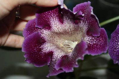 Лот: 4247137. Фото: 1. Глоксиния фиолетовая с крапом... Горшечные растения и комнатные цветы