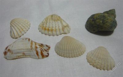 Лот: 862054. Фото: 1. Ракушки 3. Археология