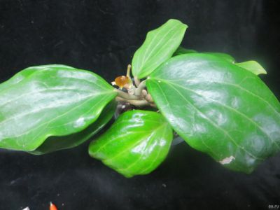 Лот: 13555418. Фото: 1. Хойя Hoya quinquenervia. Горшечные растения и комнатные цветы