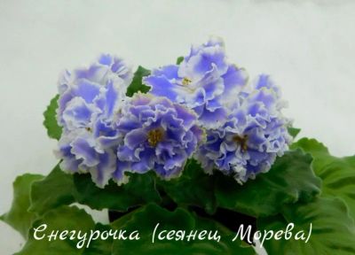 Лот: 8484032. Фото: 1. Фиалка сортовая Снегурочка (сеянец... Горшечные растения и комнатные цветы