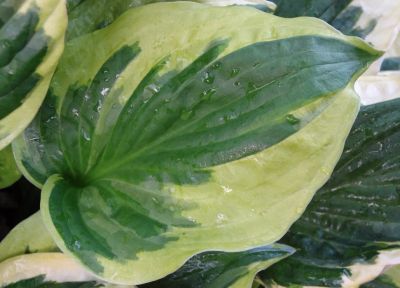 Лот: 9561944. Фото: 1. хоста Твайлайт (Hosta Twilight... Садовые цветы