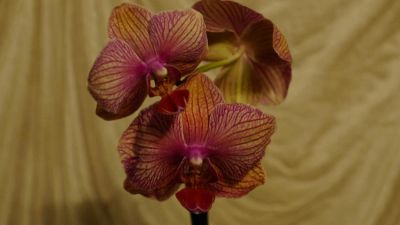 Лот: 6254878. Фото: 1. Орхидея. Горшечные растения и комнатные цветы