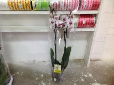 Лот: 7992391. Фото: 1. Орхидея фаленопсис на 2 ствола... Горшечные растения и комнатные цветы