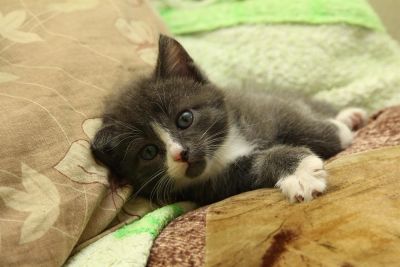 Лот: 3012882. Фото: 1. Котята, котенок, киска!. Кошки, котята