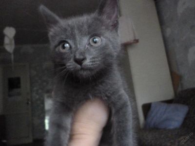Лот: 5960535. Фото: 1. Котенок. Кошки, котята