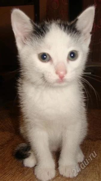 Лот: 2618598. Фото: 1. Сероглазое чудо ждет вас!. Кошки, котята