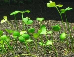 Лот: 6607696. Фото: 1. Марсилия четырехлистная (Marsilea... Водные растения