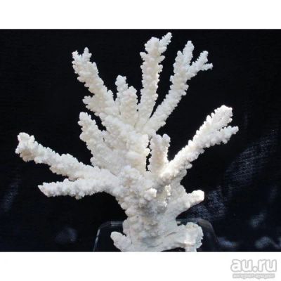 Лот: 13262450. Фото: 1. Коралл белый натуральный 103... Моллюски, ракообразные, кораллы