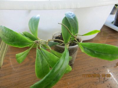 Лот: 3140418. Фото: 1. Хойя. Hoya incrassata (white margin... Горшечные растения и комнатные цветы