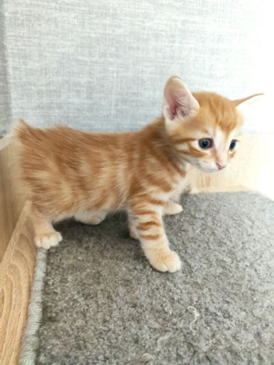 Лот: 16091178. Фото: 1. Котята курильского бобтейла. Кошки, котята