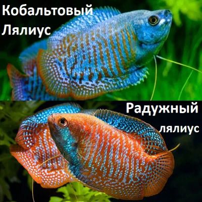 Лот: 24700223. Фото: 1. Лялиус Радужный, Неоновый, Кобальтовый... Рыбки