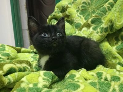 Лот: 10232830. Фото: 1. Очаровательная Бусинка. Кошки, котята