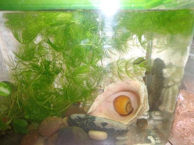 Лот: 6243521. Фото: 1. водоросли рассмотрю обмен. Водные растения