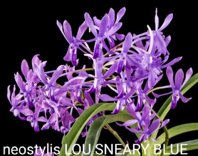 Лот: 19041666. Фото: 1. Орхидея neostylis. Горшечные растения и комнатные цветы