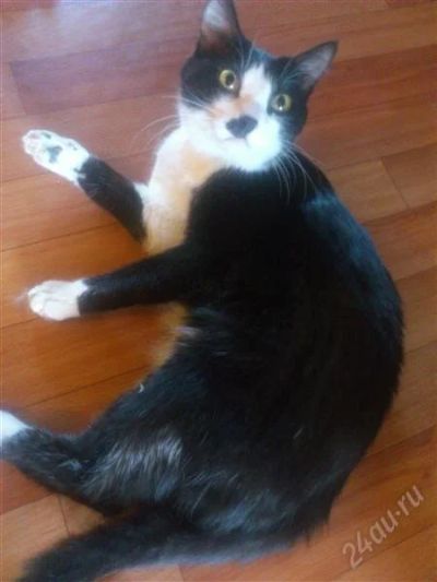 Лот: 2799471. Фото: 1. подарю в добрые руки Кота. Кошки, котята