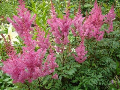 Лот: 1979025. Фото: 1. Астильба Gloria Purpurea. Садовые цветы