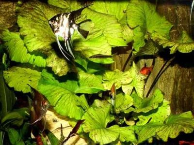Лот: 6518458. Фото: 1. Нимфея лотус "Зеленая" (Nymphaea... Водные растения