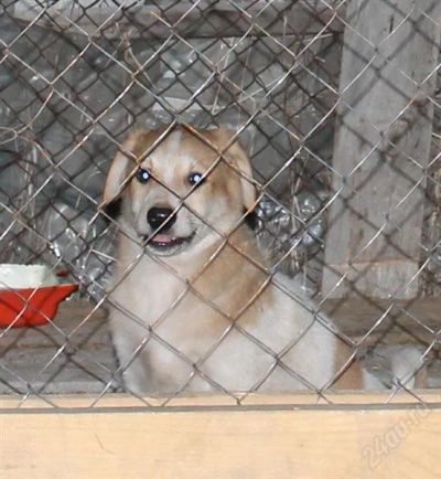Лот: 2920581. Фото: 1. Бутус! Щенок который изменит Вашу... Собаки, щенки
