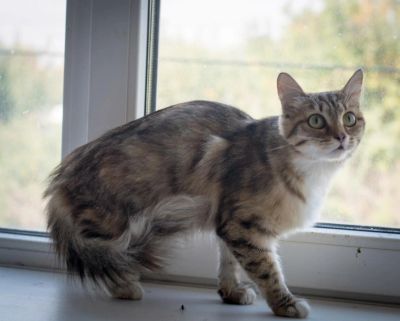 Лот: 8229505. Фото: 1. Кошечка в добрые руки!. Кошки, котята