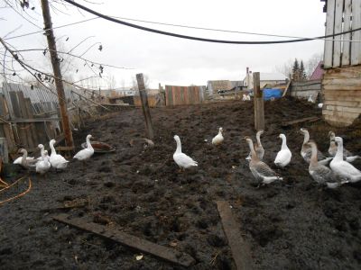 Лот: 3264583. Фото: 1. Гусятина. Мясо, птица, яйцо