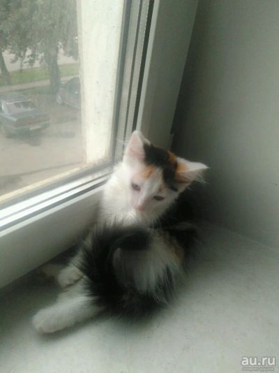 Лот: 10231673. Фото: 1. Кошечка родилась 17 мая. Кошки, котята