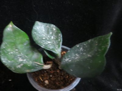Лот: 13595066. Фото: 1. Хойя Hoya carnosa (round leaves... Горшечные растения и комнатные цветы