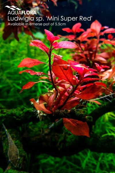 Лот: 9643430. Фото: 1. Ludwigia sp. 'Mini Super Red'. Водные растения
