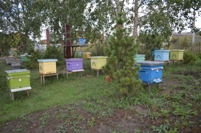Лот: 10221640. Фото: 1. Пасека, пчелы среднерусской породы... Пчеловодство