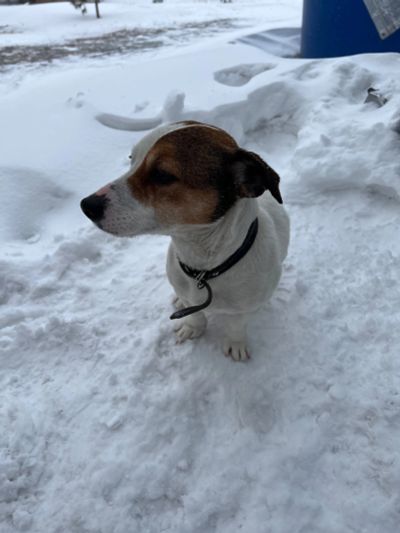 Лот: 20054647. Фото: 1. Собака. Собаки, щенки