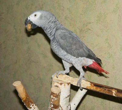 Лот: 4233510. Фото: 1. Краснохвостый жако. Птицы