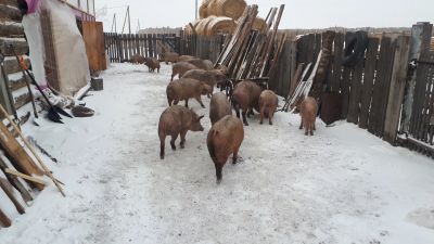 Лот: 15118758. Фото: 1. мясо свинина с лпх. Мясо, птица, яйцо