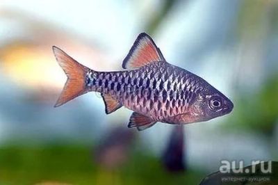 Лот: 9018127. Фото: 1. Барбус олиголепис (Barbus oligolepis... Рыбки