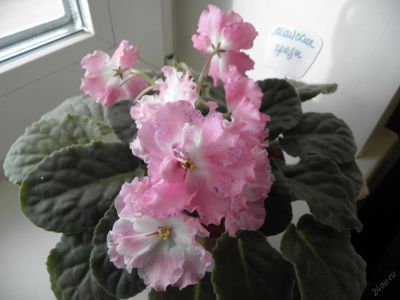 Лот: 4691691. Фото: 1. Сортовая фиалка "Майские грозы... Горшечные растения и комнатные цветы