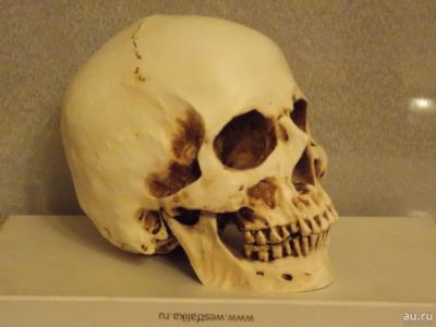 Лот: 9795757. Фото: 1. Череп, статуэтка. Предметы интерьера и быта
