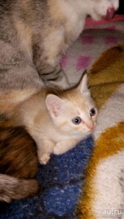 Лот: 10766752. Фото: 1. Отдам котят родились 18.11.17. Кошки, котята