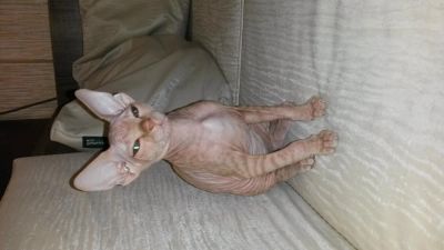 Лот: 5081396. Фото: 1. котёнок сфинкса. Кошки, котята