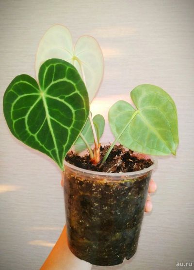 Лот: 18120165. Фото: 1. Антуриум Кларинервиум (Anthurium... Горшечные растения и комнатные цветы