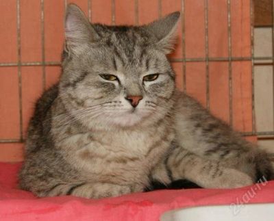 Лот: 885433. Фото: 1. Кот, фенотип британа. Ищем старых... Остальные животные