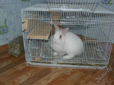 Лот: 355829. Фото: 1. кролик супер кролик+клетка!!!. Остальные животные