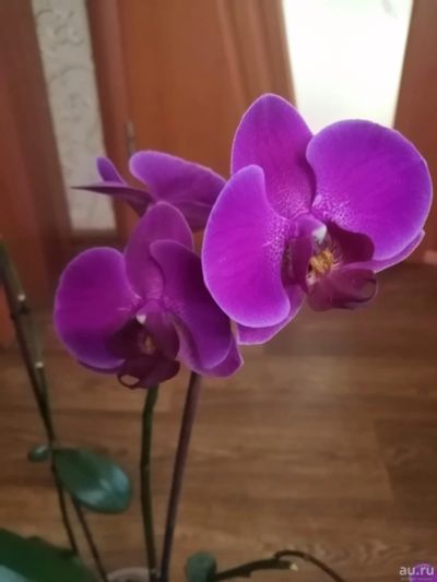 Лот: 17545557. Фото: 1. Орхидея в цвету. Горшечные растения и комнатные цветы
