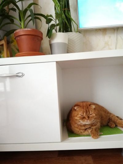 Лот: 13991194. Фото: 1. Кошка. Кошки, котята