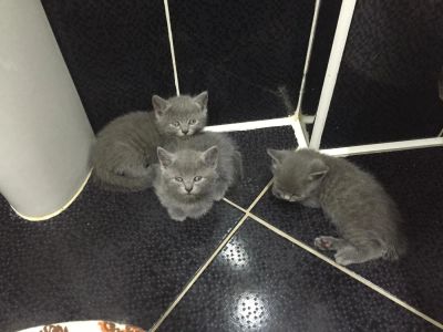 Лот: 7833452. Фото: 1. Котята. Кошки, котята
