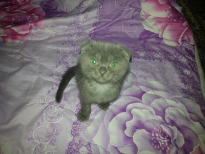 Лот: 4349986. Фото: 1. Продам вислоухого котенка. Кошки, котята