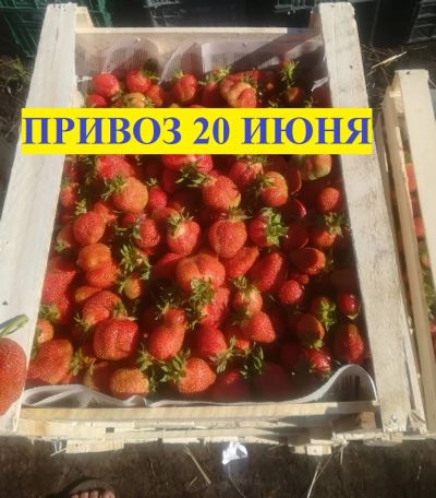 Лот: 16170494. Фото: 1. Клубника (виктория) привоз 20... Ягоды, орехи